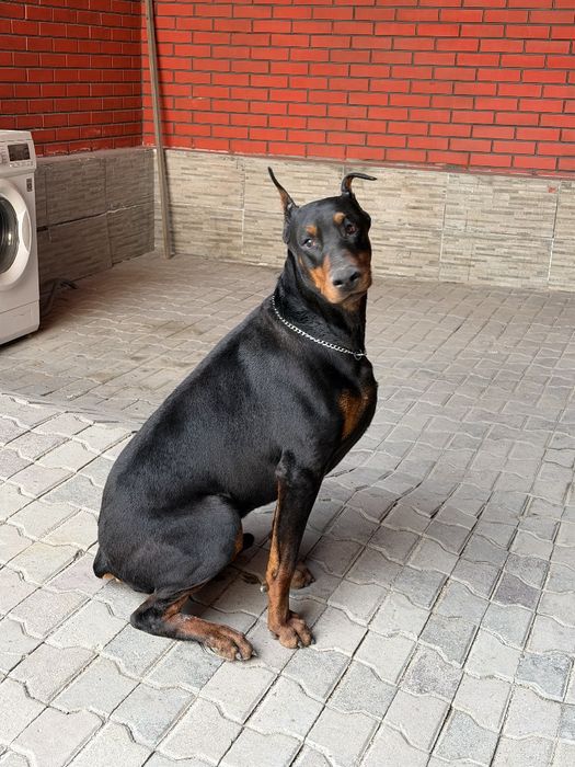 Доберман чистокровный