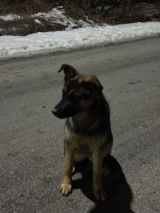 Продам овчарка европейка