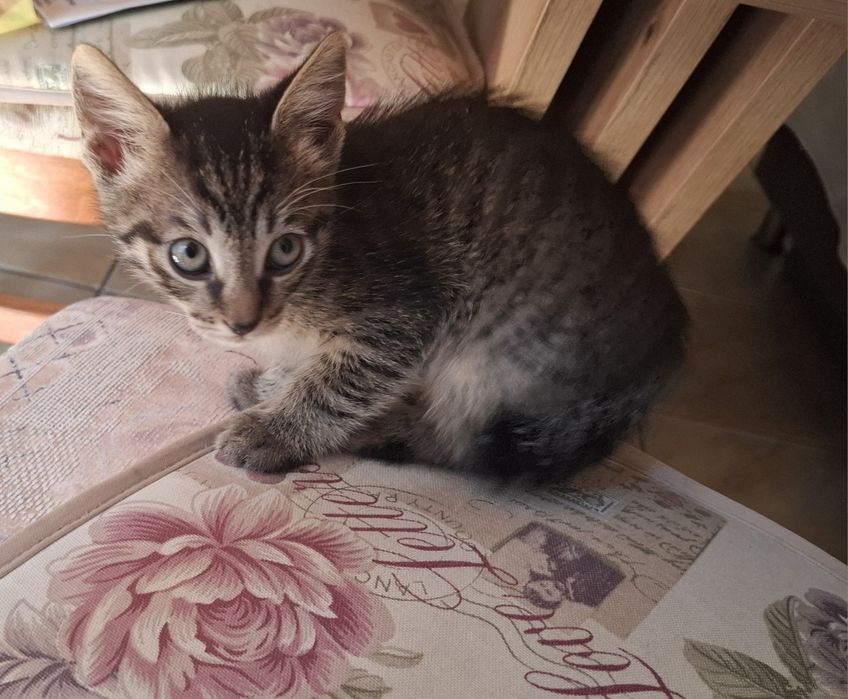 Подарявам котета