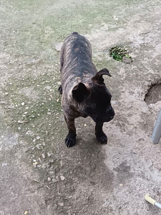 Френски булдок 8 месеца