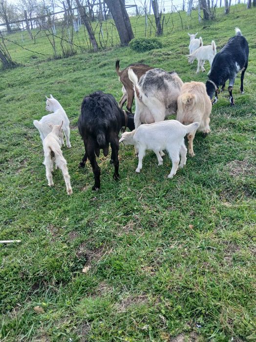 Vând capre și iezii