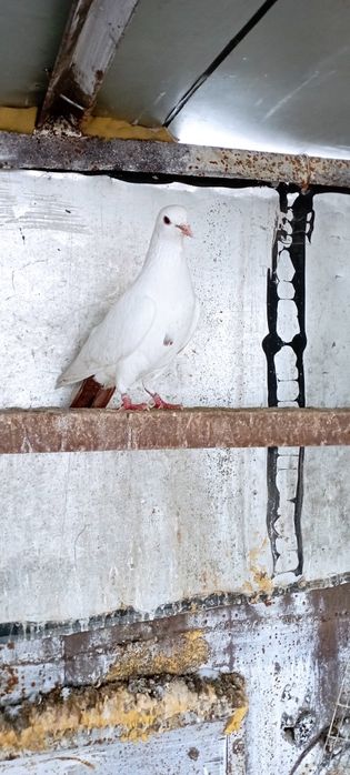 Голуби    Алматы