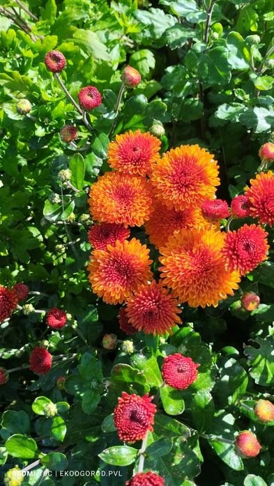 Продам хризантемы