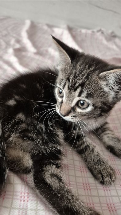 Отдам в добрые руки!