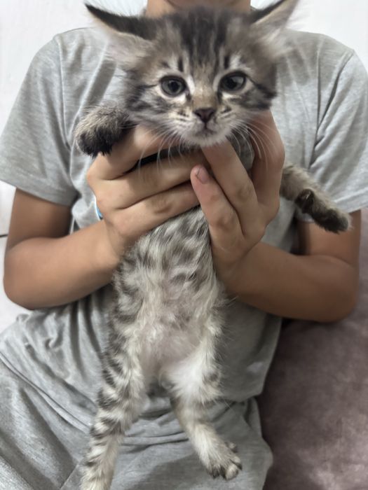 Котят в хорошие руки