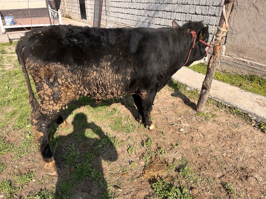 Бык бұқа буқа қошқар тоқты еркек