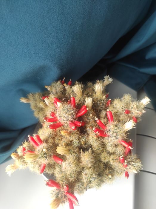 Маммиллярия побегоносная