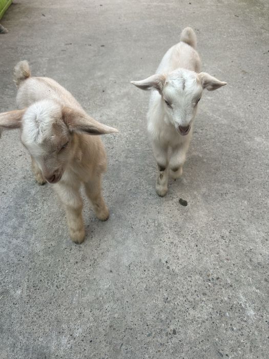 Vand 2 femele în vărstă de 1 luna