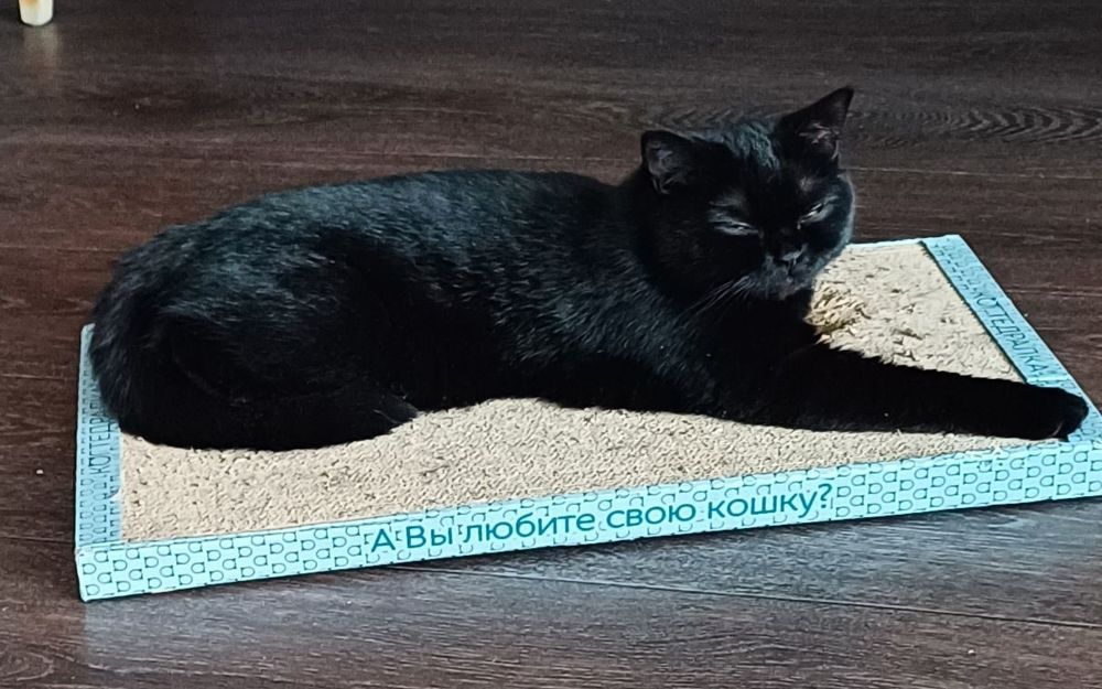 Британочка с документами