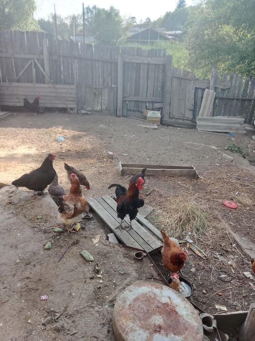 Курицы домашние петух
