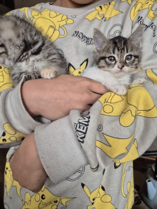 Отдам в хорошие руки домашних, умненьких и хорошеньких котят 2  месяц