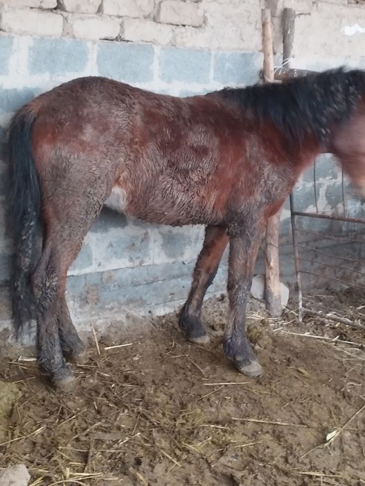 Семіз кунан сатам