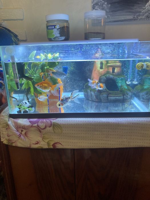 Продам аквариум с рыбками