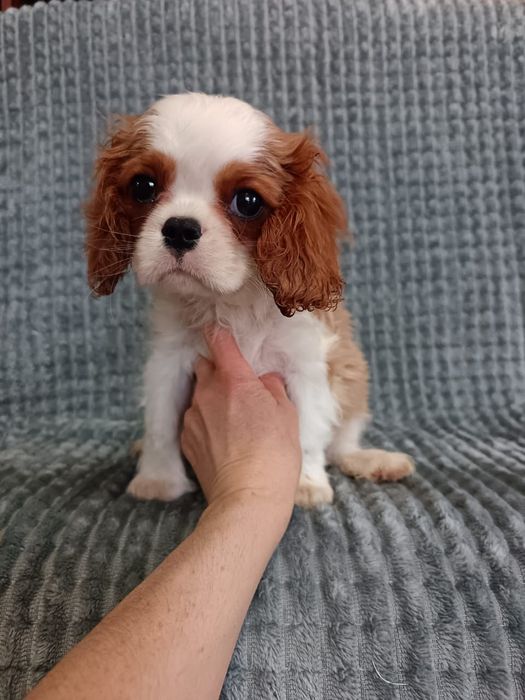 Кавалер кинг Чарльз спаниель мальчик