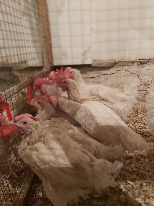 Туып турган тауыктар бар