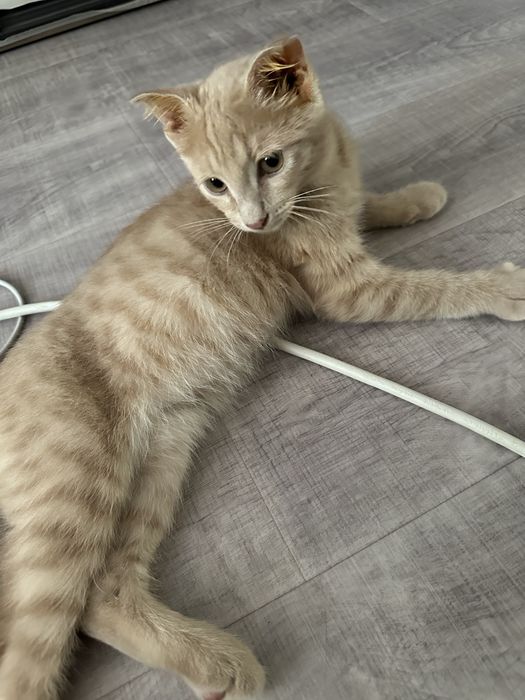 Котенок в добрые руки