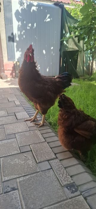Ломан браун паррандалар
