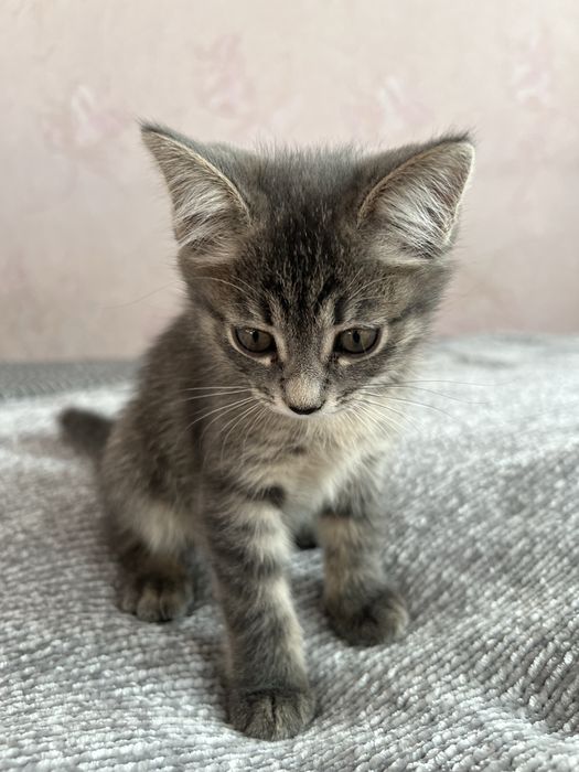 Отдам котёнка в добрый руки