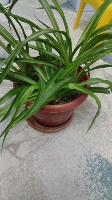 Комнатные растения.  Почти даром.