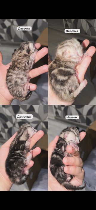 Котята Актобе скоттиш фолд