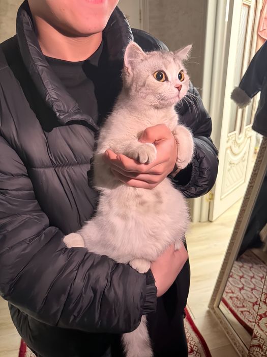 Отдам кошку и котёнка в хорошие руки