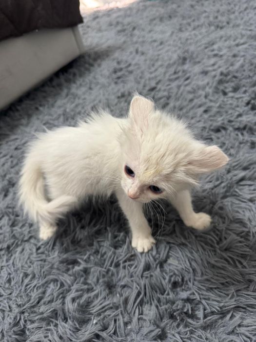 Отдадим бесплатно кошечку