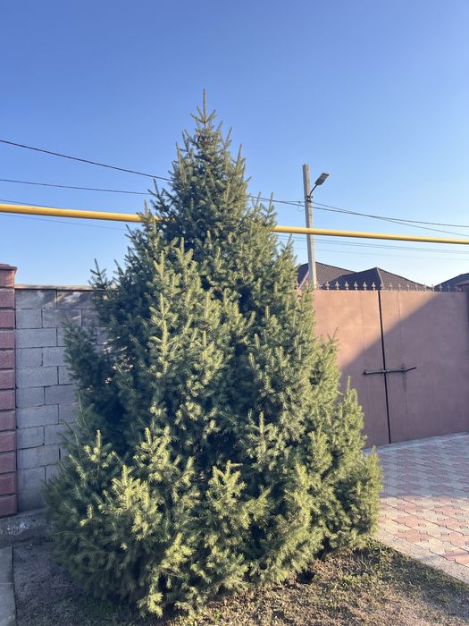 Елка,саженцы,шырша.