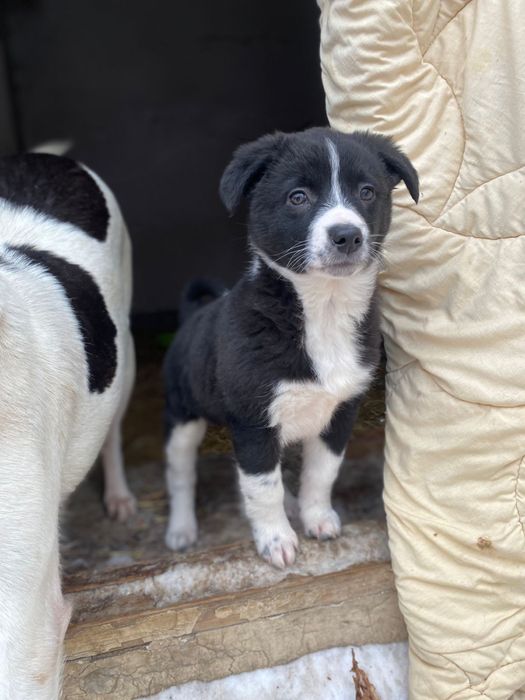 Любимые животные