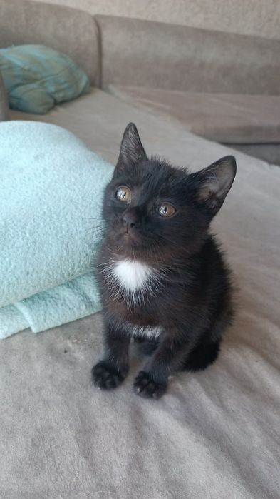 Подарю котят в хорошие руки!