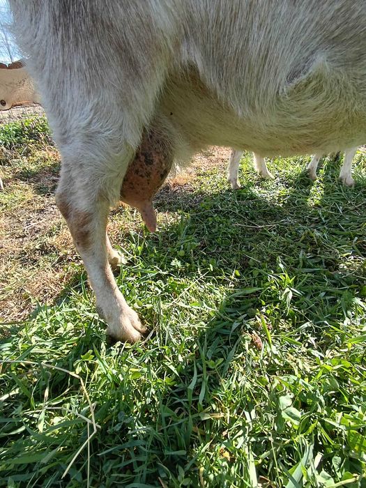 Vind capra cu 2 iezi Metisa  Anglo - Nubiana