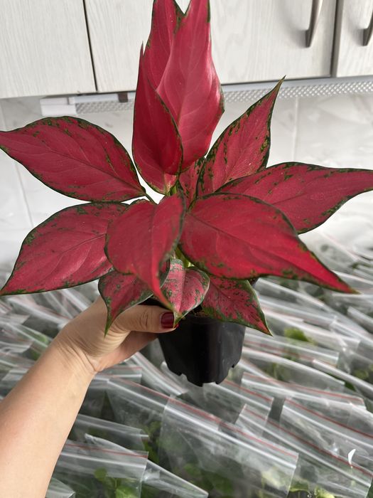 Комнатные растения