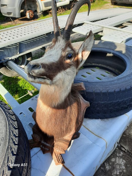 Голям трофей от коза