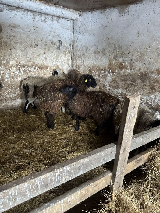 Қой сатам семіз жас