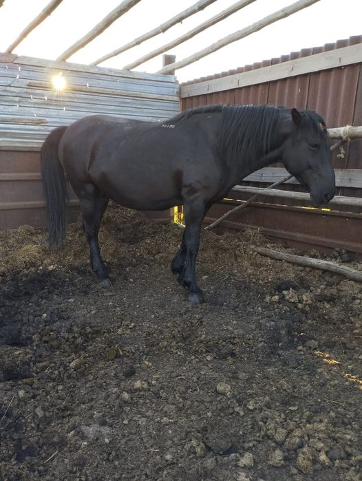 Продам  лошадей.