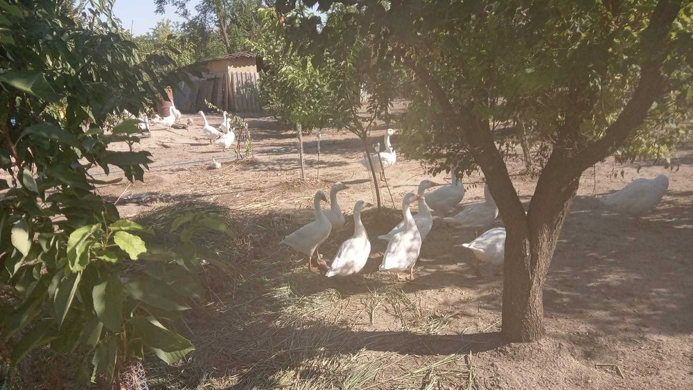 Vand Gaste crescute natural,Belciugatele 20 Km distanta de Bucuresti