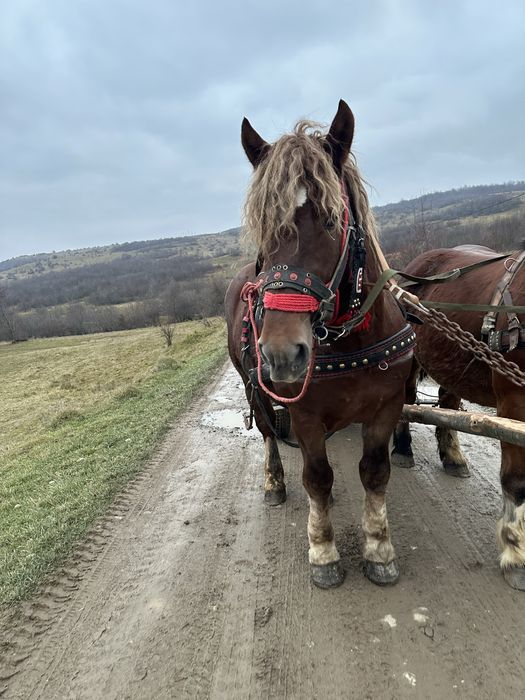 Vand armasar 2 ani jumate