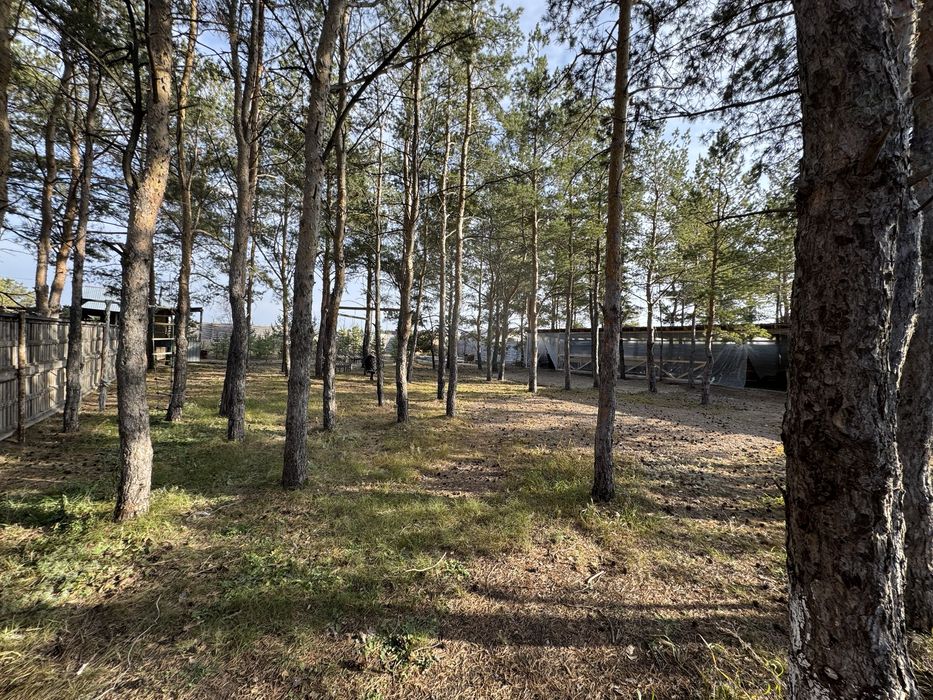 Лесной - зона отдыха