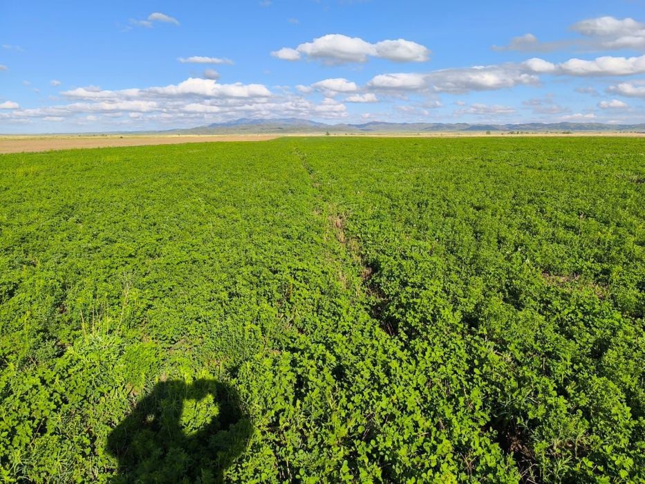 Жоңышқа ұрық 1700 тг ден таза