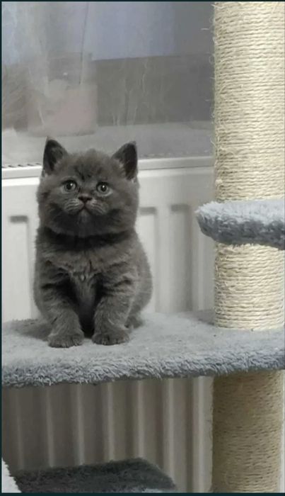 Продам очаровательного котёнка!