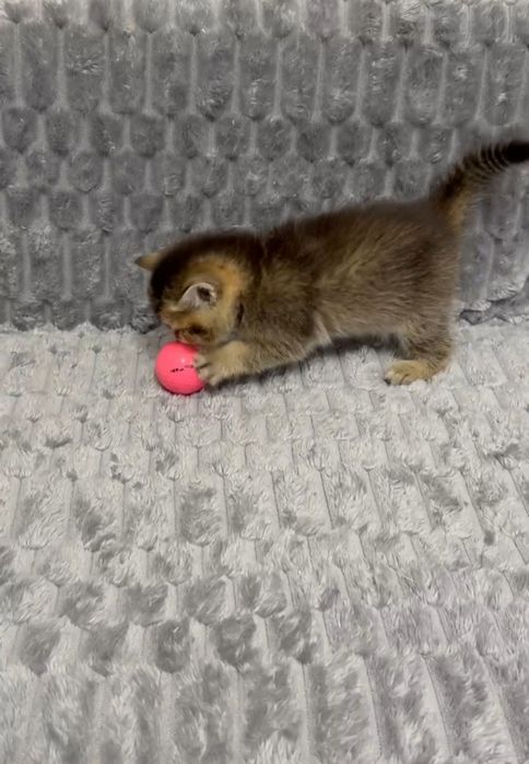 британка золотая шиншилла