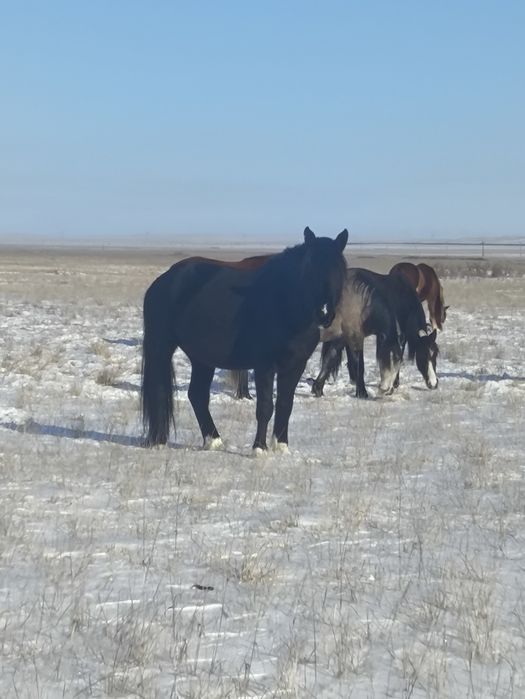 Айгыр жеребец хороший на племя