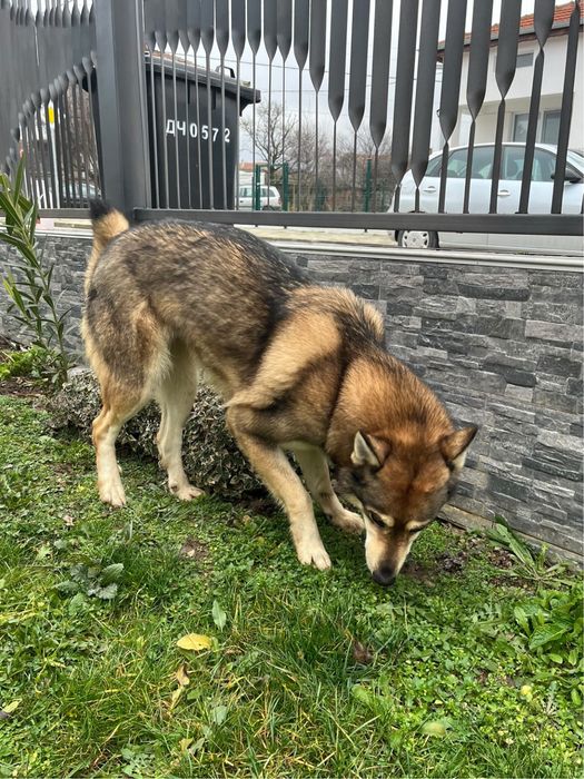 Чехословашки вълчак