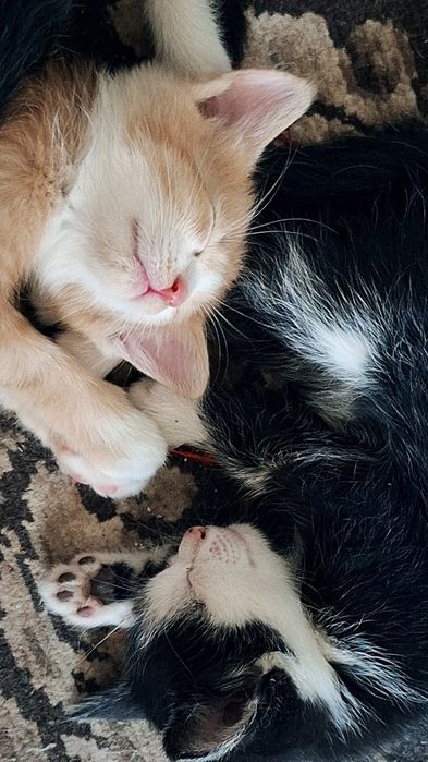 Котята  г шымкент
