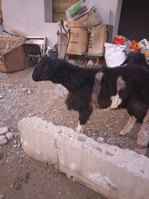 Хсори койлар сотилади  12миллион