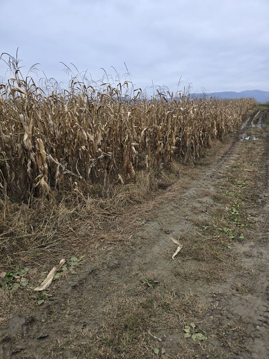 Porumb știuleți KWS