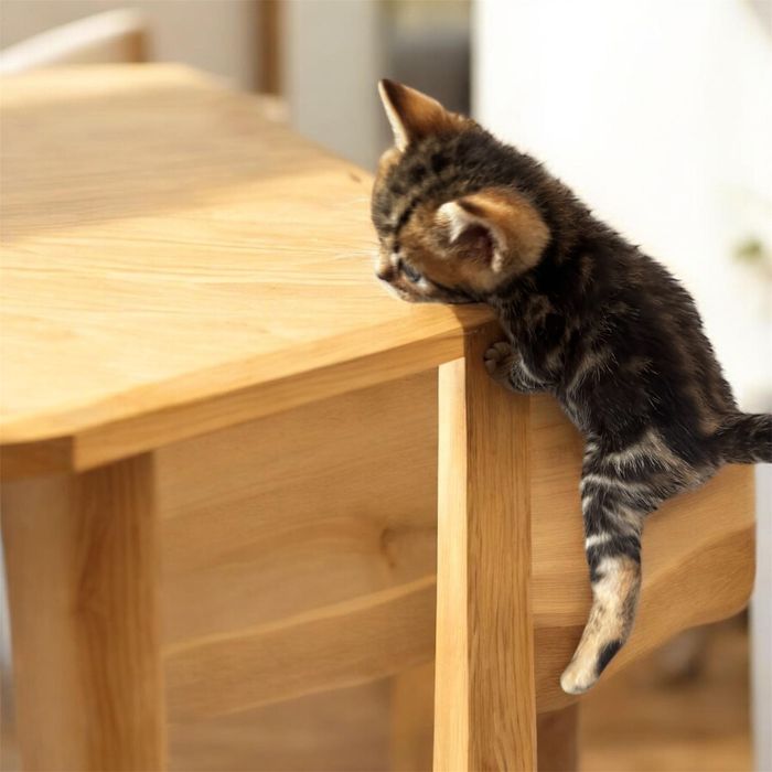 Бенгалски котета  8 седмични