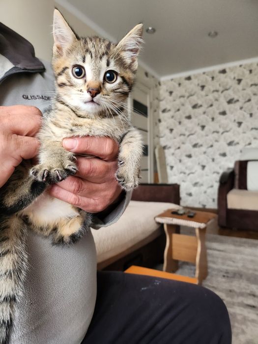 Отдам котят в добрые руки