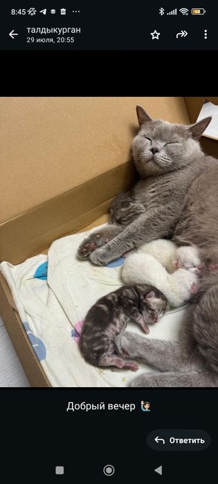 Вязка кота. Скоттиш фолд.