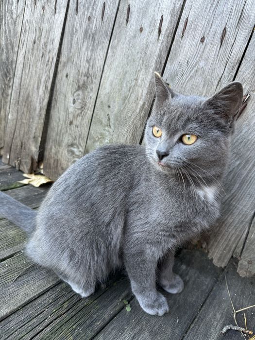 Отдам в добрые руки