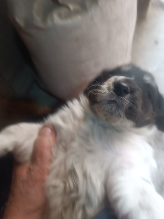 Щенки месячные,подкидыши